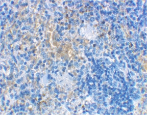 LY96 / MD2 / MD-2 Antibody - IHC of rat spleen cells using MD-2 antibody at 2 ug/ml