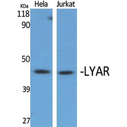 LYAR Antibody - Western blot of LYAR antibody