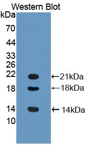 LYAR Antibody - Western Blot; Sample: Recombinant protein.