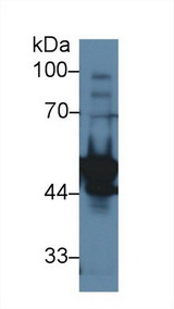 LYAR Antibody - Western Blot; Sample: Rat Testis lysate; Primary Ab: 1µg/ml Rabbit Anti-Rat LYAR Antibody Second Ab: 0.2µg/mL HRP-Linked Caprine Anti-Rabbit IgG Polyclonal Antibody