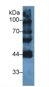 LYAR Antibody - Western Blot; Sample: Mouse Testis lysate; Primary Ab: 2µg/ml Rabbit Anti-Human LYAR Antibody Second Ab: 0.2µg/mL HRP-Linked Caprine Anti-Rabbit IgG Polyclonal Antibody