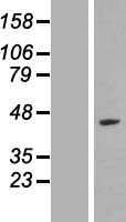 LYAR Protein - Western validation with an anti-DDK antibody * L: Control HEK293 lysate R: Over-expression lysate