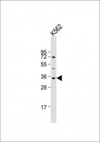 LYL1 Antibody - Anti-LYL1 Antibody (C-Term) at 1:2000 dilution + K562 whole cell lysate Lysates/proteins at 20 ug per lane. Secondary Goat Anti-Rabbit IgG, (H+L), Peroxidase conjugated at 1:10000 dilution. Predicted band size: 30 kDa. Blocking/Dilution buffer: 5% NFDM/TBST.