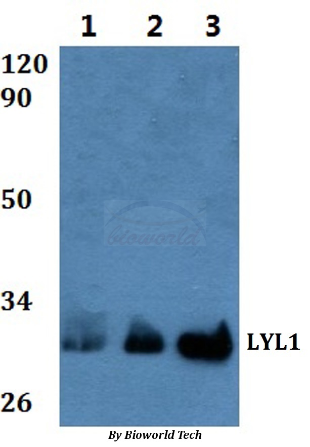 LYL1 Antibody - Western blot of LYL1 antibody at 1:500 Line1:HEK293T whole cell lysate Line2:H9C2 whole cell lysate Line3:Raw264.7 whole cell lysate.