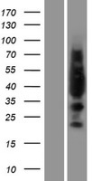 LYL1 Protein - Western validation with an anti-DDK antibody * L: Control HEK293 lysate R: Over-expression lysate