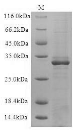 GPC Protein - (Tris-Glycine gel) Discontinuous SDS-PAGE (reduced) with 5% enrichment gel and 15% separation gel.