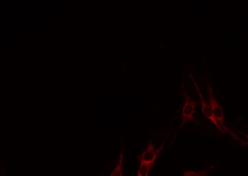 Lymphotoxin-Beta / LTB Antibody - Staining HepG2 cells by IF/ICC. The samples were fixed with PFA and permeabilized in 0.1% Triton X-100, then blocked in 10% serum for 45 min at 25°C. The primary antibody was diluted at 1:200 and incubated with the sample for 1 hour at 37°C. An Alexa Fluor 594 conjugated goat anti-rabbit IgG (H+L) Ab, diluted at 1/600, was used as the secondary antibody.