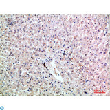 Lymphotoxin-Beta / LTB Antibody - Immunohistochemical analysis of paraffin-embedded human-liver, antibody was diluted at 1:200.