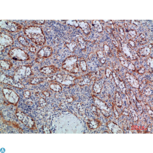 Lymphotoxin-Beta / LTB Antibody - Immunohistochemical analysis of paraffin-embedded human-spleen, antibody was diluted at 1:200.