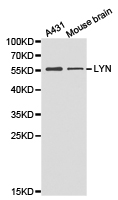 LYN Antibody - Western blot of extracts of various cell lines, using LYN antibody.