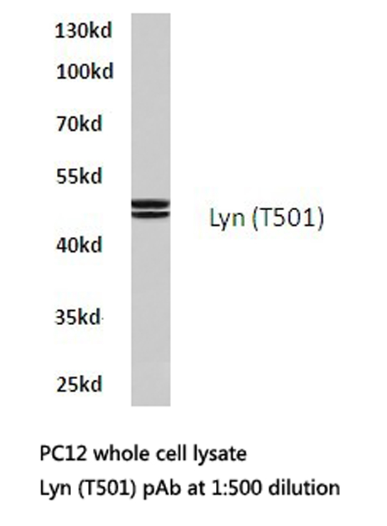 LYN Antibody - Western blot of Lyn (T501) pAb in extracts from PC12 cells.