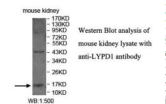 LYPD1 Antibody