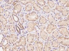 LYPD2 Antibody - Immunochemical staining of human LYPD2 in human kidney with rabbit polyclonal antibody at 1:100 dilution, formalin-fixed paraffin embedded sections.