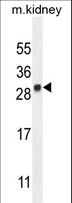 LYPD4 Antibody - LYPD4 Antibody western blot of mouse kidney tissue lysates (35 ug/lane). The LYPD4 antibody detected the LYPD4 protein (arrow).
