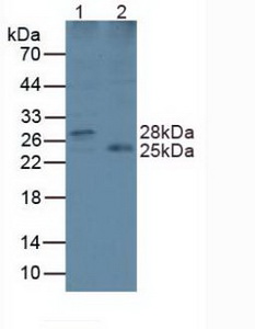 LYPLA2 Antibody