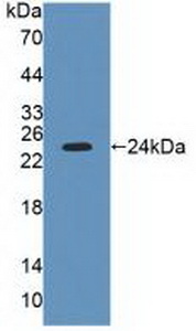 LYPLA2 Antibody