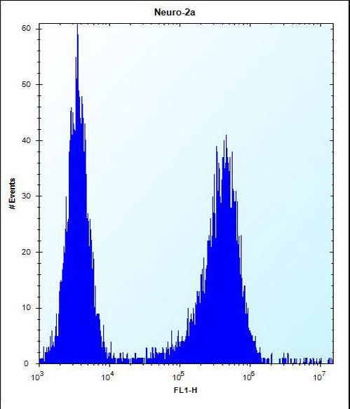 LYPLAL1 Antibody - LYPL1 Antibody flow cytometry of Neuro-2a cells (right histogram) compared to a negative control cell (left histogram). FITC-conjugated donkey-anti-rabbit secondary antibodies were used for the analysis.