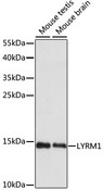 LYRM1 Antibody - Western blot analysis of extracts of various cell lines, using LYRM1 antibody at 1:1000 dilution. The secondary antibody used was an HRP Goat Anti-Rabbit IgG (H+L) at 1:10000 dilution. Lysates were loaded 25ug per lane and 3% nonfat dry milk in TBST was used for blocking. An ECL Kit was used for detection and the exposure time was 90s.