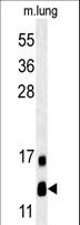 LYRM2 Antibody - LYRM2 Antibody western blot of mouse lung tissue lysates (35 ug/lane). The LYRM2 antibody detected LYRM2 protein (arrow).