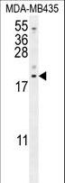LYRM4 Antibody - LYRM4 Antibody western blot of MDA-MB435 cell line lysates (35 ug/lane). The LYRM4 antibody detected the LYRM4 protein (arrow).
