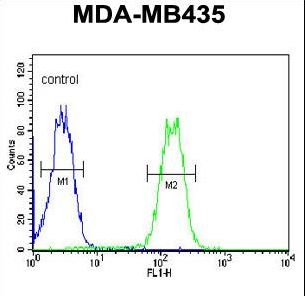 LYRM4 Antibody - LYRM4 Antibody flow cytometry of MDA-MB435 cells (right histogram) compared to a negative control cell (left histogram). FITC-conjugated goat-anti-rabbit secondary antibodies were used for the analysis.
