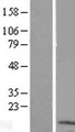 LYRM4 Protein - Western validation with an anti-DDK antibody * L: Control HEK293 lysate R: Over-expression lysate