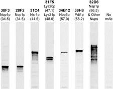 Lys20p + Lys21p Antibody - Western blots of whole yeast protein extracts with a collection of our antibodies. The blot for Lys20p + Lys21p antibody is in the indicated lane, and the number indicates the SDS-PAGE molecular weight in kiloDaltons.