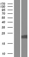 LYSMD1 Protein - Western validation with an anti-DDK antibody * L: Control HEK293 lysate R: Over-expression lysate