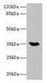 LYSMD3 Antibody - Western blot All lanes: LYSMD3 antibody at 6µg/ml + Mouse heart tissue Secondary Goat polyclonal to rabbit IgG at 1/10000 dilution Predicted band size: 35, 15, 18 kDa Observed band size: 35 kDa