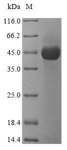 Lys-C Protein - (Tris-Glycine gel) Discontinuous SDS-PAGE (reduced) with 5% enrichment gel and 15% separation gel.