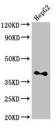 LYVE1 Antibody - Western Blot Positive WB detected in: HepG2 whole cell lysate All lanes: DRG1 antibody at 3.2µg/ml Secondary Goat polyclonal to rabbit IgG at 1/50000 dilution Predicted band size: 41 kDa Observed band size: 41 kDa