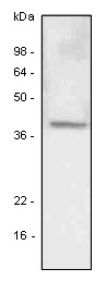 LYVE1 Antibody - A549 (lung carcinoma) cell lysate was resolved by SDS-PAGE, transferred to PVDF membrane and probed with anti-human LYVE-1 antibody (1:500). Proteins were visualized using a goat anti-mouse secondary antibody conjugated to HRP and an ECL detection system.