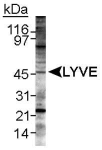 LYVE1 Antibody - Detection of LYVE-1 in mouse spleen lysate. ECL detection overnight.  This image was taken for the unconjugated form of this product. Other forms have not been tested.