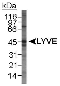 LYVE1 Antibody - Detection of LYVE-1 in mouse spleen lysate. ECL detection overnight.  This image was taken for the unconjugated form of this product. Other forms have not been tested.
