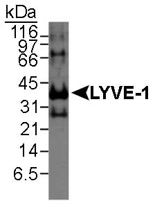 LYVE1 Antibody - Detection of LYVE-1 in recombinant human protein. ECL detection overnight.  This image was taken for the unconjugated form of this product. Other forms have not been tested.