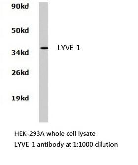 LYVE1 Antibody - Western blot of LYVE-1 pAb in extracts from HEK293A cells.