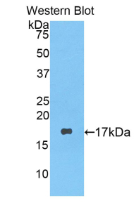 LYZ / Lysozyme Antibody - Western blot of recombinant LYZ / Lysozyme.  This image was taken for the unconjugated form of this product. Other forms have not been tested.