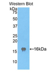 LYZ / Lysozyme Antibody - Western blot of recombinant LYZ / Lysozyme.  This image was taken for the unconjugated form of this product. Other forms have not been tested.