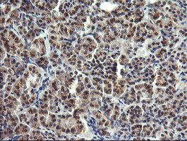 LYZ / Lysozyme Antibody - IHC of paraffin-embedded Human pancreas tissue using anti-LYZ mouse monoclonal antibody.