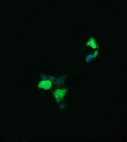 LYZ / Lysozyme Antibody - Anti-LYZ mouse monoclonal antibody immunofluorescent staining of COS7 cells transiently transfected by pCMV6-ENTRY LYZ.