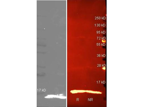 LYZ / Lysozyme Antibody - Western blot of Rabbit anti-Lysozyme antibody. (Left Blot-grey) Lane 1: purified Lysozyme reduced. Lane 2: purified Lysozyme non-reduced. Load: 0.5 ug per lane. Primary antibody: Biotin Conjugated Rabbit anti Lysozyme antibody at 1:5000 for overnight at 4C. Secondary antibody: Dylight 488 conjugated Streptavidin at 1:5000 with Atto 425 conjugated goat anti rabbit secondary antibody at 1:10000 for 1.5 hrs at RT. (Right Blot-red) Lane 1: purified Lysozyme reduced. Lane 2: purified Lysozyme non-reduced. Secondary antibody: Dylight 488 conjugated Streptavidin at 1:5000 with Dylight 549 conjugated secondary antibody at 1:10000 for 1.5 hrs at RT. Block: MB-070 overnight at 4C. Predicted/Observed size: 4.9kDa, 5kDa for Lysozyme. Other band(s): none.