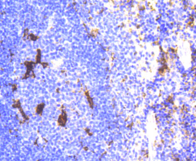 LYZ / Lysozyme Antibody - Immunohistochemistry of paraffin-embedded mouse spleen using LYZ antibodyat dilution of 1:100 (40x lens).