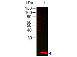 LYZ / Lysozyme Antibody - Lysozyme Antibody Western Blot. Western blot of Rabbit anti-Lysozyme antibody Lane 1: Lysozyme Load: 100 ng per lane Primary antibody: Lysozyme antibody at 1:1000 for overnight at 4C Secondary antibody: DyLight 649 goat anti-rabbit at 1:20000 for 30 min at RT Block: MB-070 for 30 min at RT Predicted/Observed size: 14 kD, 14 kD.