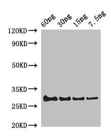 LYZ / Lysozyme Antibody - Western Blot Positive WB detected in Recombinant protein All lanes: Lysozyme C-1 antibody at 2µg/ml Secondary Goat polyclonal to rabbit IgG at 1/50000 dilution Predicted band size: 30 kDa Observed band size: 30 kDa
