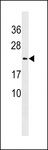 LYZL1 Antibody - LYZL1 Antibody western blot of 293 cell line lysates (35 ug/lane). The LYZL1 antibody detected the LYZL1 protein (arrow).