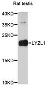 LYZL1 Antibody - Western blot analysis of extracts of rat testis, using LYZL1 antibody at 1:3000 dilution. The secondary antibody used was an HRP Goat Anti-Rabbit IgG (H+L) at 1:10000 dilution. Lysates were loaded 25ug per lane and 3% nonfat dry milk in TBST was used for blocking. An ECL Kit was used for detection and the exposure time was 90s.