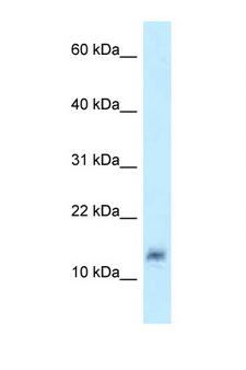 LYZL4 Antibody - LYZL4 antibody Western blot of MCF7 Cell lysate. Antibody concentration 1 ug/ml.  This image was taken for the unconjugated form of this product. Other forms have not been tested.