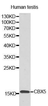LYZL6 Antibody - Western blot analysis of extracts of human testis, using LYZL6 antibody. The secondary antibody used was an HRP Goat Anti-Rabbit IgG (H+L) at 1:10000 dilution. Lysates were loaded 25ug per lane and 3% nonfat dry milk in TBST was used for blocking.
