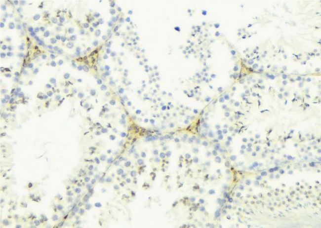 LYZL6 Antibody - 1:100 staining mouse testis tissue by IHC-P. The sample was formaldehyde fixed and a heat mediated antigen retrieval step in citrate buffer was performed. The sample was then blocked and incubated with the antibody for 1.5 hours at 22°C. An HRP conjugated goat anti-rabbit antibody was used as the secondary.