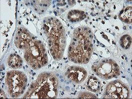 LZIC Antibody - IHC of paraffin-embedded Human Kidney tissue using anti-LZIC mouse monoclonal antibody.